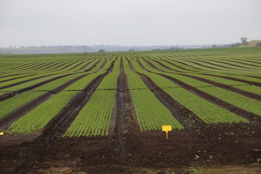 paddocks of vegetables