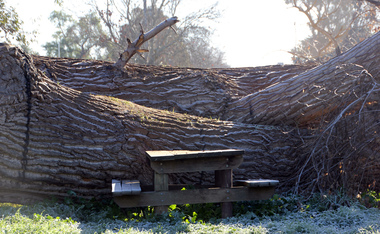 Digital Photograph, L.J. Gervasoni, Crushed picnic table at Warrnambool, c2015