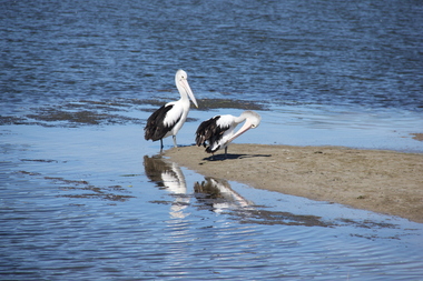 Digital photographs, L.J. Gervasoni, Warrnambool pelicans, c2015