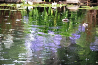 Digital photographs, L.J. Gervasoni, Warrnambool botanic gardens lake, c2011