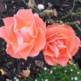 Photograph - Colour, Roses at Anne Hathway's Cottage, Stratford upon Avon, 2016