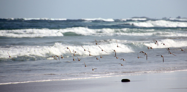 Digital photographs, L.J. Gervasoni, Hooded Plovers Flying, Killarney Beach, 2015, c2015