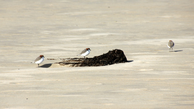 Digital photographs, L.J. Gervasoni, Hooded Plovers on the beach, c2015