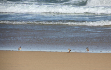Digital photographs, L.J. Gervasoni, Hooded Plovers on the Killarney Beach shoreline, c2015