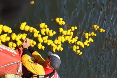 Digital photographs, L.J. Gervasoni, Moyneyana ducks, c2013