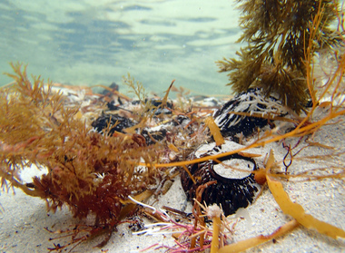 Digital photographs, L.J. Gervasoni, Underwater Scene at Pea Soup Beach, Port Fairy, c2013
