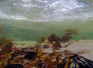 Digital photographs, L.J. Gervasoni, Underwater Scene at Pea Soup Beach, Port Fairy, c2013