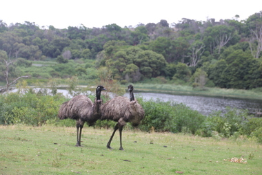 Photograph - Colour, Clare Gervasoni, Emus at Tower Hill, 2016, 31/12/2016