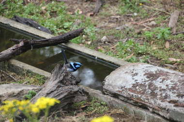 Photograph - Colour, Clare Gervasoni, Superb Fairy Wren at Tower Hill, 2016, 31/12/2016