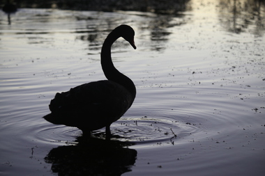 Photograph - Colour, Swan on Lake Wendouree, 2017, 26/01/2017