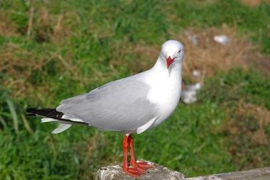 Photograph - Colour, Seagull, 29/08/2011
