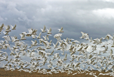 Photograph - Digital photographs, L.J. Gervasoni, Corellas in Flight at Newlyn, c2010, c2010