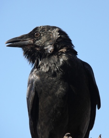 Digital photographs, L.J. Gervasoni, Neville's Crow, c2010