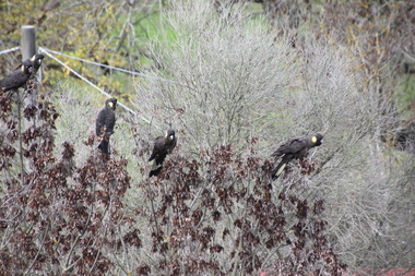 Yellow Tail Black Cockatoos at Ballarat, 2016, 22/06/2016