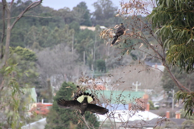 Photograph - Colour, Yellow Tail Black Cockatoos at Ballarat, 2016, 22/06/2016