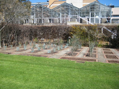 Photograph - Colour, Clare Gervasoni, University of Melbourne System Garden, 2010, 29/09/2010