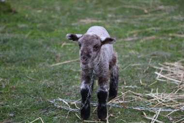 Lamb