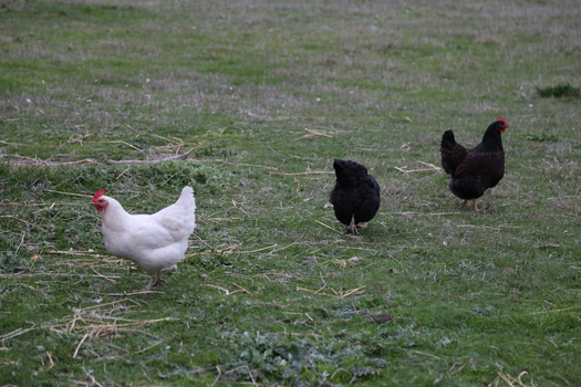 Chickens