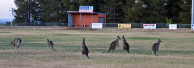 digital photographs, Lisa Gervasoni, Kangaroos at Laurie Sullivan Reserve, Hepburn, c2006