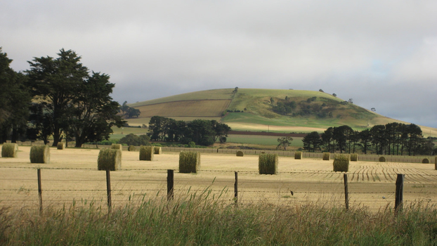 hau on a paddock