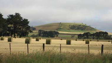 hau on a paddock