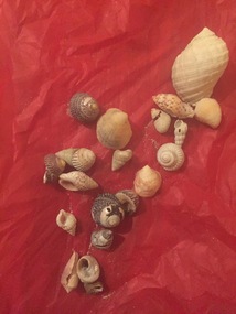 Photograph - Colour, Shells from Killarney Beach, 2016, 12/2016