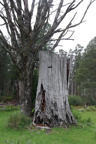Camberville Tree Stump with Axeman's Footholes, 2014