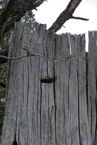 Photograph, Camberville Tree Stump with Axeman's Footholes, 2014, 04/11/2014