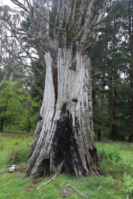 Photograph, Camberville Tree Stump with Axeman's Footholes, 2014, 04/11/2014