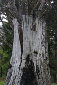 Photograph, Camberville Tree Stump with Axeman's Footholes, 2014, 04/11/2014