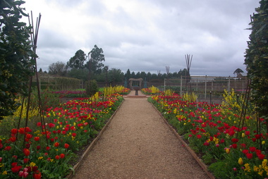 Photograph - Colour, Clare Gervasoni, Spring at Lambley Nursery, Ascot, 2017, 01/10/2017