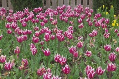 Photograph - Colour, Clare Gervasoni, Spring at Lambley Nursery, Ascot, 2017, 01/10/2017