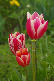 Photograph - Colour, Clare Gervasoni, Spring at Lambley Nursery, Ascot, 2017, 01/10/2017