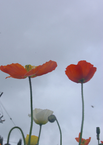 Photograph - Colour, Clare Gervasoni, Iceland Poppies at Lambley Nursery, Ascot, 2017, 01/10/2017