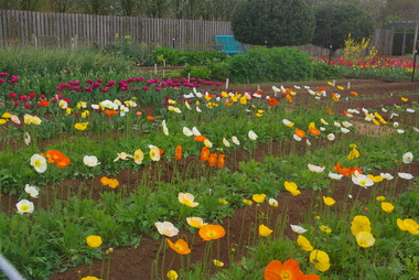 Photograph - Colour, Clare Gervasoni, Iceland Poppies at Lambley Nursery, Ascot, 2017, 01/10/2017