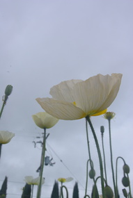 Photograph - Colour, Clare Gervasoni, Iceland Poppies at Lambley Nursery, Ascot, 2017, 01/10/2017
