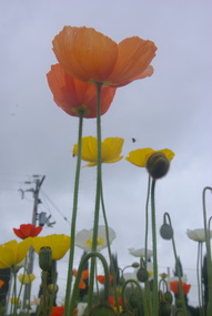 Photograph - Colour, Clare Gervasoni, Iceland Poppies at Lambley Nursery, Ascot, 2017, 01/10/2017