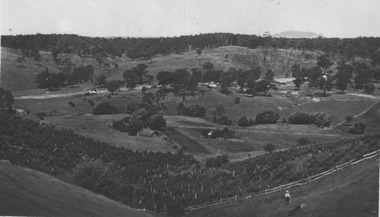 Photograph - Photograph - Black and White, Gervasoni Vineyard at Yandoit Creek