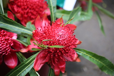 Photograph - Colour, Clare Gervasoni, Waratah