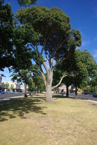 Photograph - Colour, L.J. Gervasoni, Sturt Street Gardens, Ballarat, 25/07/2015