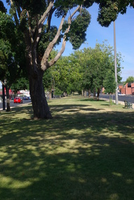 Photograph - Colour, L.J. Gervasoni, Sturt Street Gardens, Ballarat, 25/07/2015