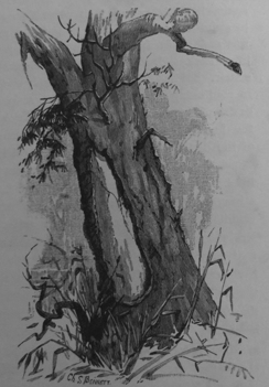 Gum-tree, Its Bark Cut for Native Canoe