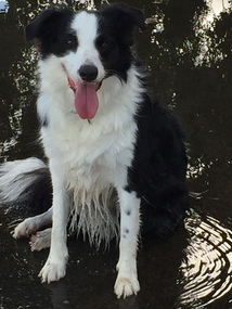 Digital photograph, Dorothy Wickham, Border Collie dog, 2018