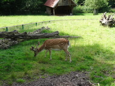 Photo - Colour, Ann Gervasoni, Deer, 07/07.2014
