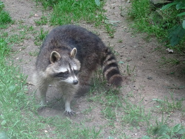 Photo - Colour, Ann Gervasoni, Racoon, 07/07/2014