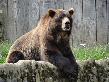 Photo - Colour, Ann Gervasoni, Bear, 07/07/2014
