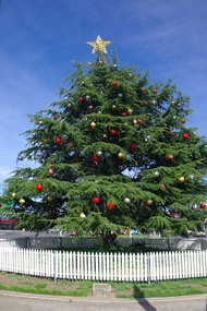 Christmas Tree, Sturt Street Gardens, Ballarat, 2011