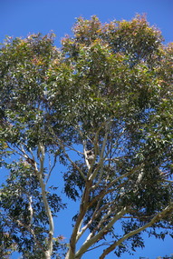 Photograph - Colour, Koala at Tower Hill, 2013, 29/12/2013
