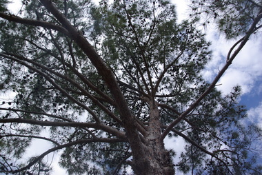 Photograph - Colour, Birchip Aleppo Pine, 2017, 07/10/2017