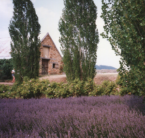 Photograph - Colour, Lavendula, Shepherd's Flat